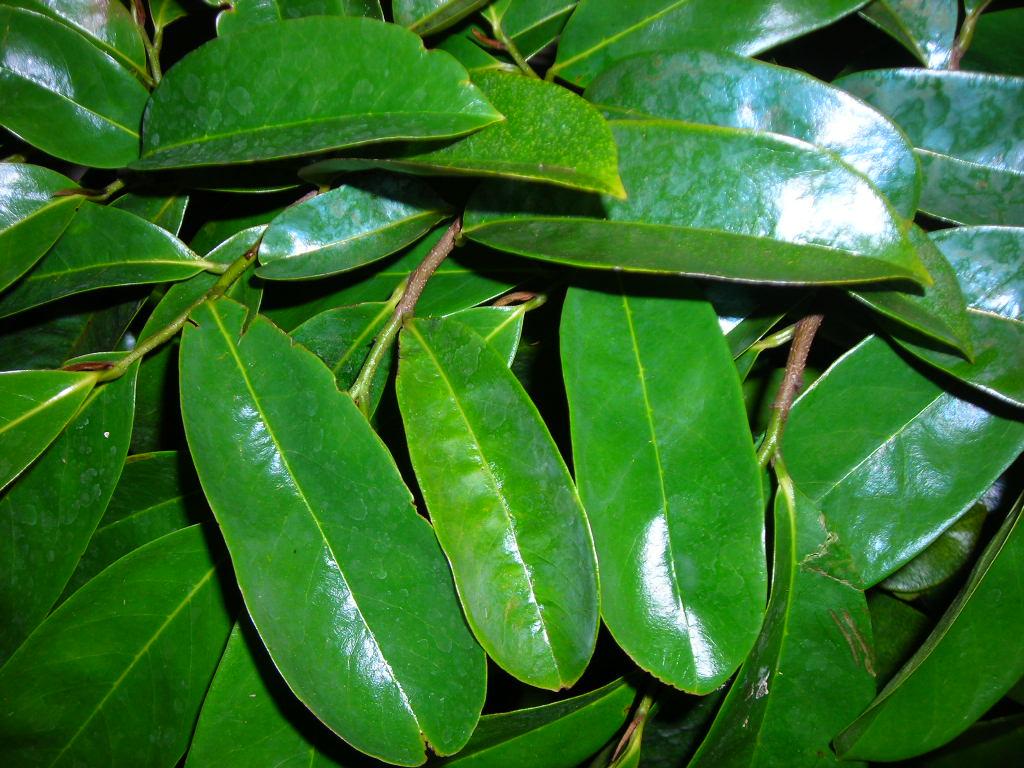 Soursop Aura Leaves (1 oz)